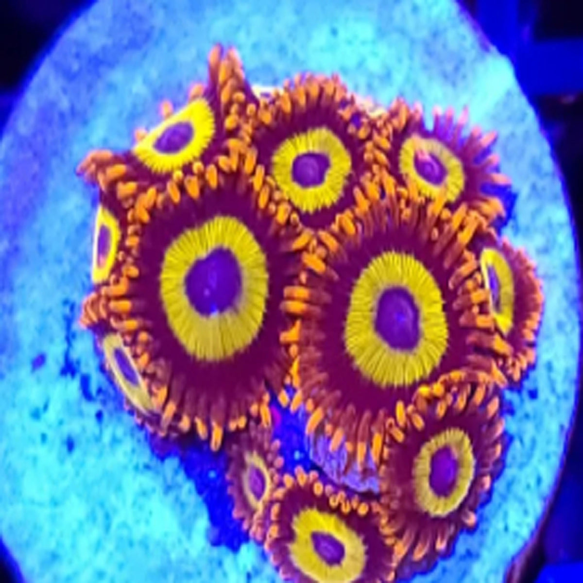 Fruit Loops Zoanthids - Aquacultured Softie Coral | AJ's Aquariums