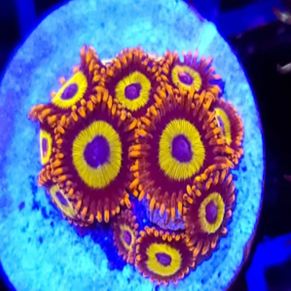Fruit Loops Zoanthids