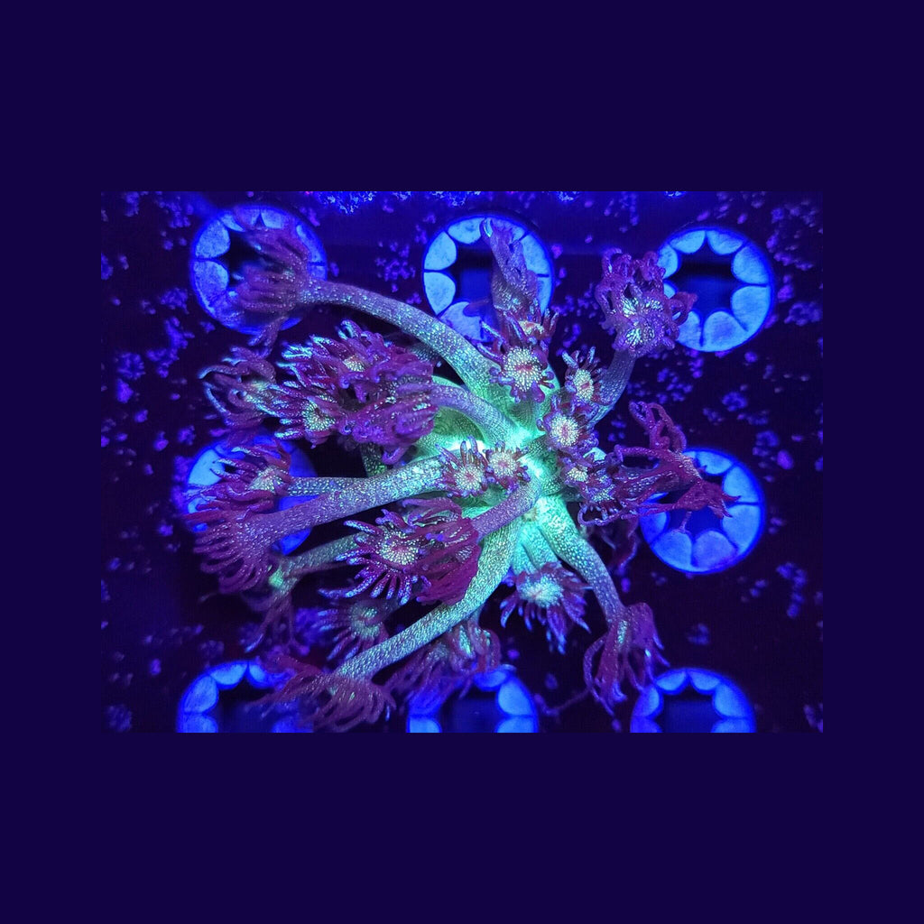AJ's Glitter Goniopora - Aquacultured LPS Coral | AJ's Aquariums