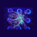 AJ's Glitter Goniopora - Aquacultured LPS Coral | AJ's Aquariums