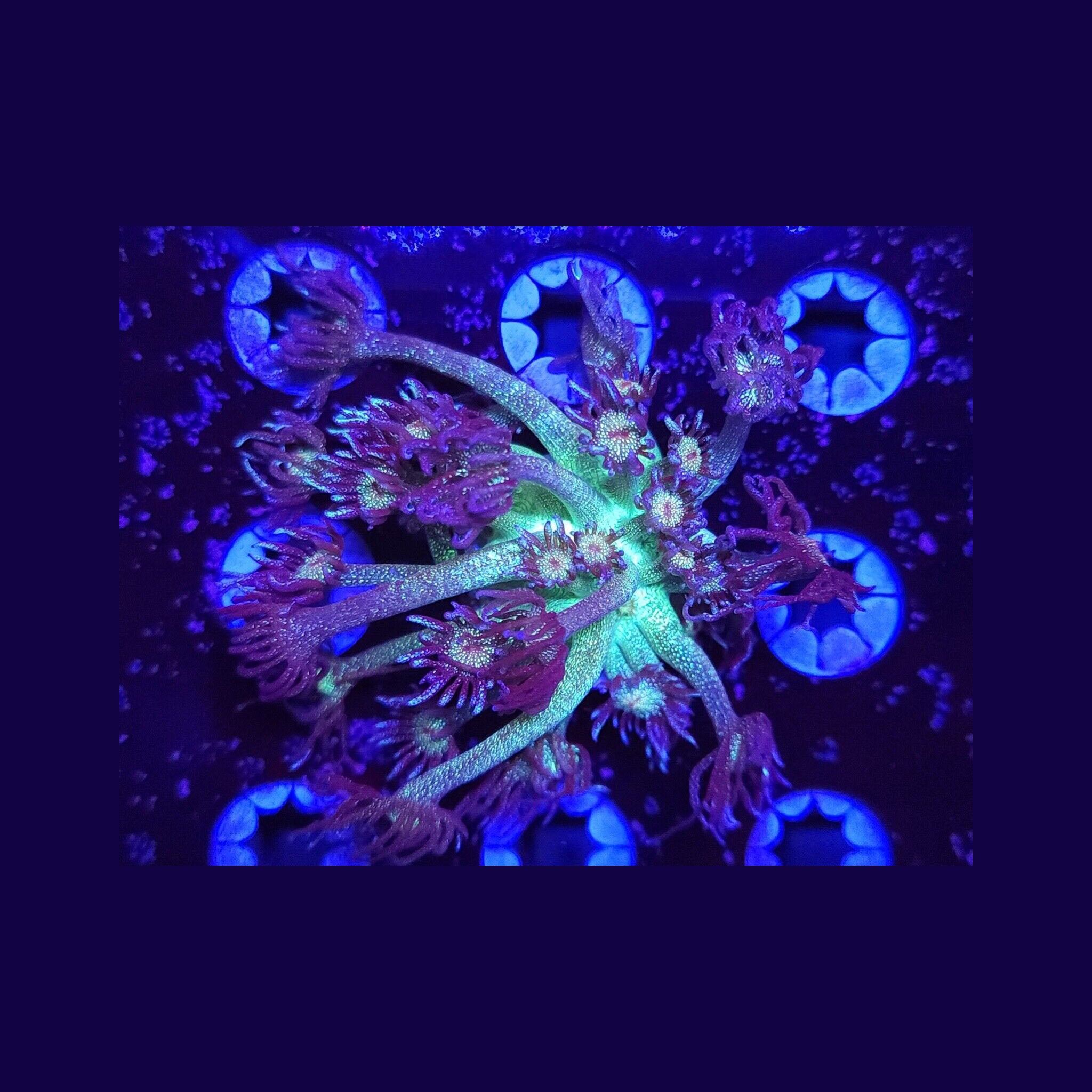 AJ's Glitter Goniopora - Aquacultured LPS Coral | AJ's Aquariums