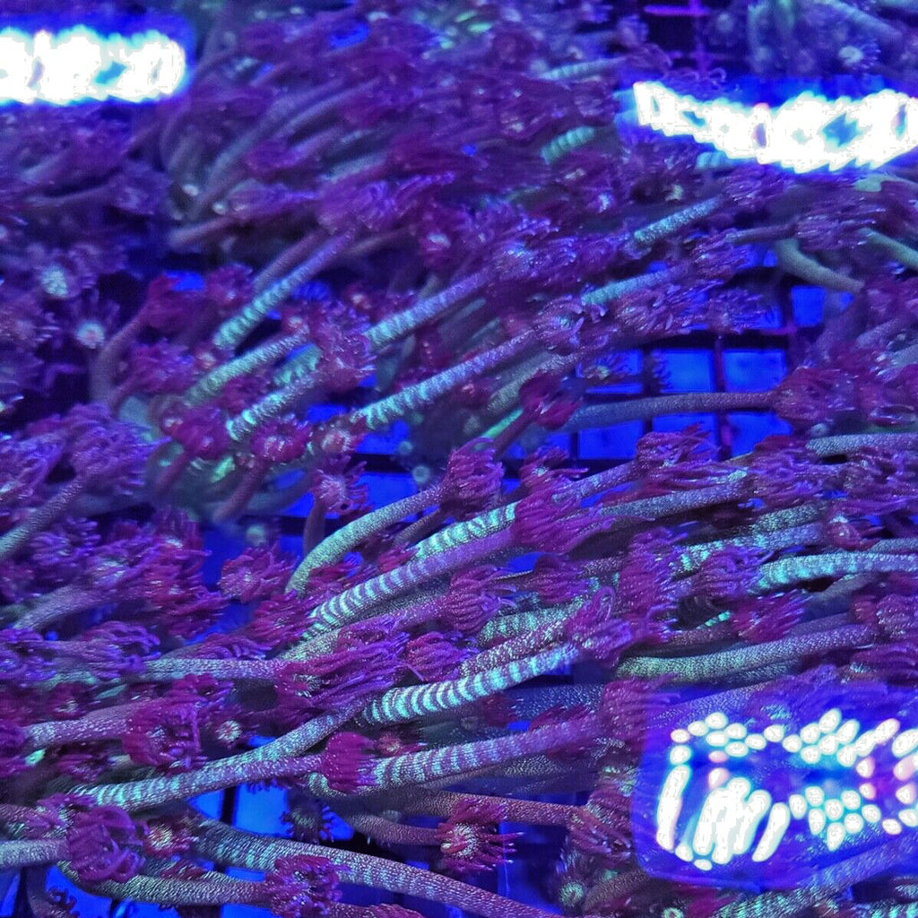 AJ's Glitter Goniopora