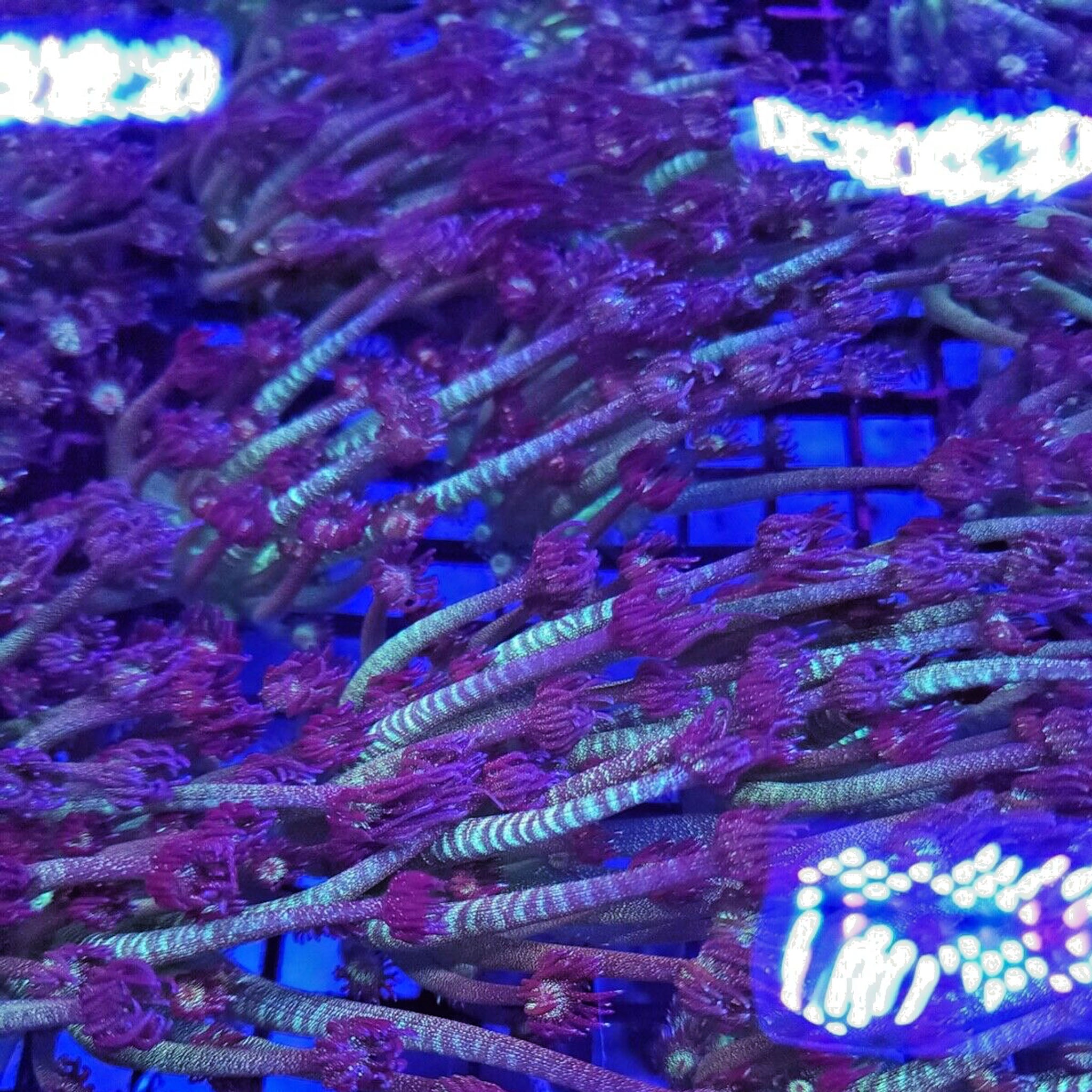 AJ's Glitter Goniopora