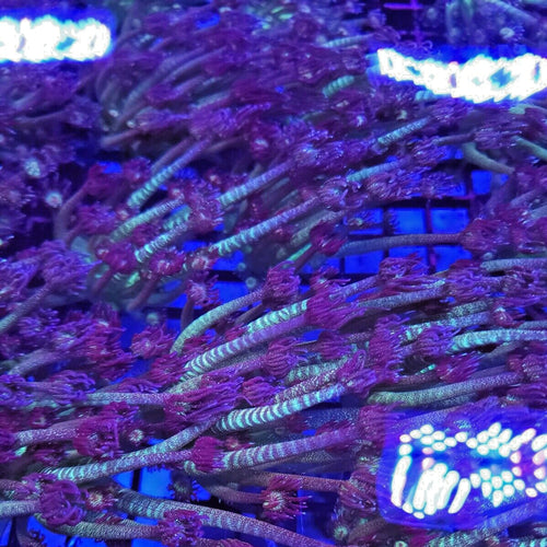 AJ's Glitter Goniopora