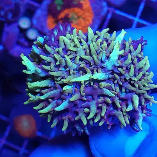 AJ's Glowstick Mushroom - Aquacultured Softie Coral | AJ's Aquariums