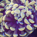Gold Stem Hammer - Aquacultured LPS Coral | AJ's Aquariums