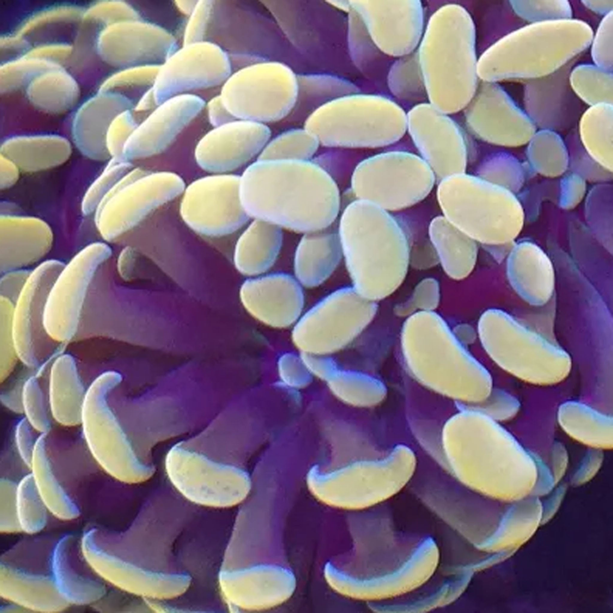 Gold Stem Hammer - Aquacultured LPS Coral | AJ's Aquariums