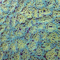 Goldy Green Hammer - Aquacultured LPS Coral | AJ's Aquariums