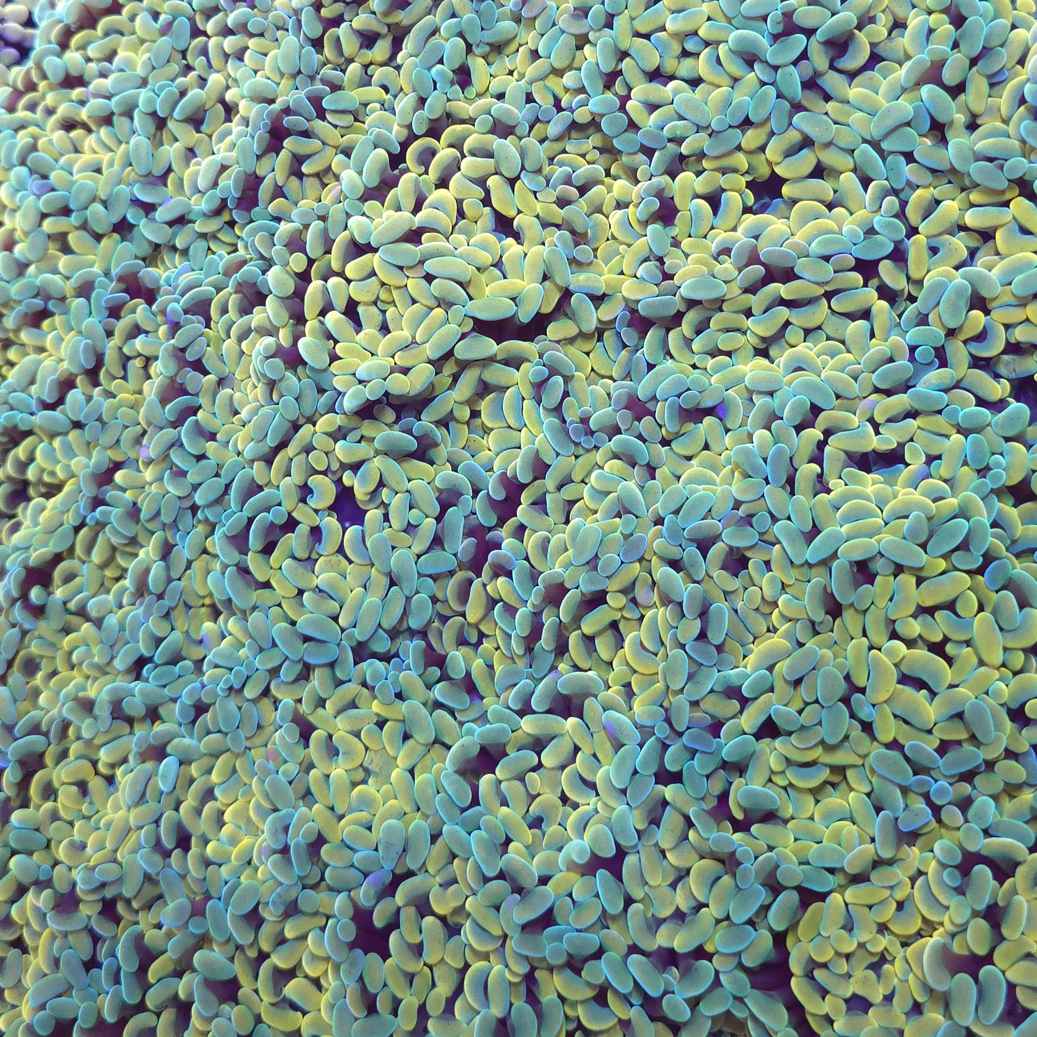 Goldy Green Hammer - Aquacultured LPS Coral | AJ's Aquariums