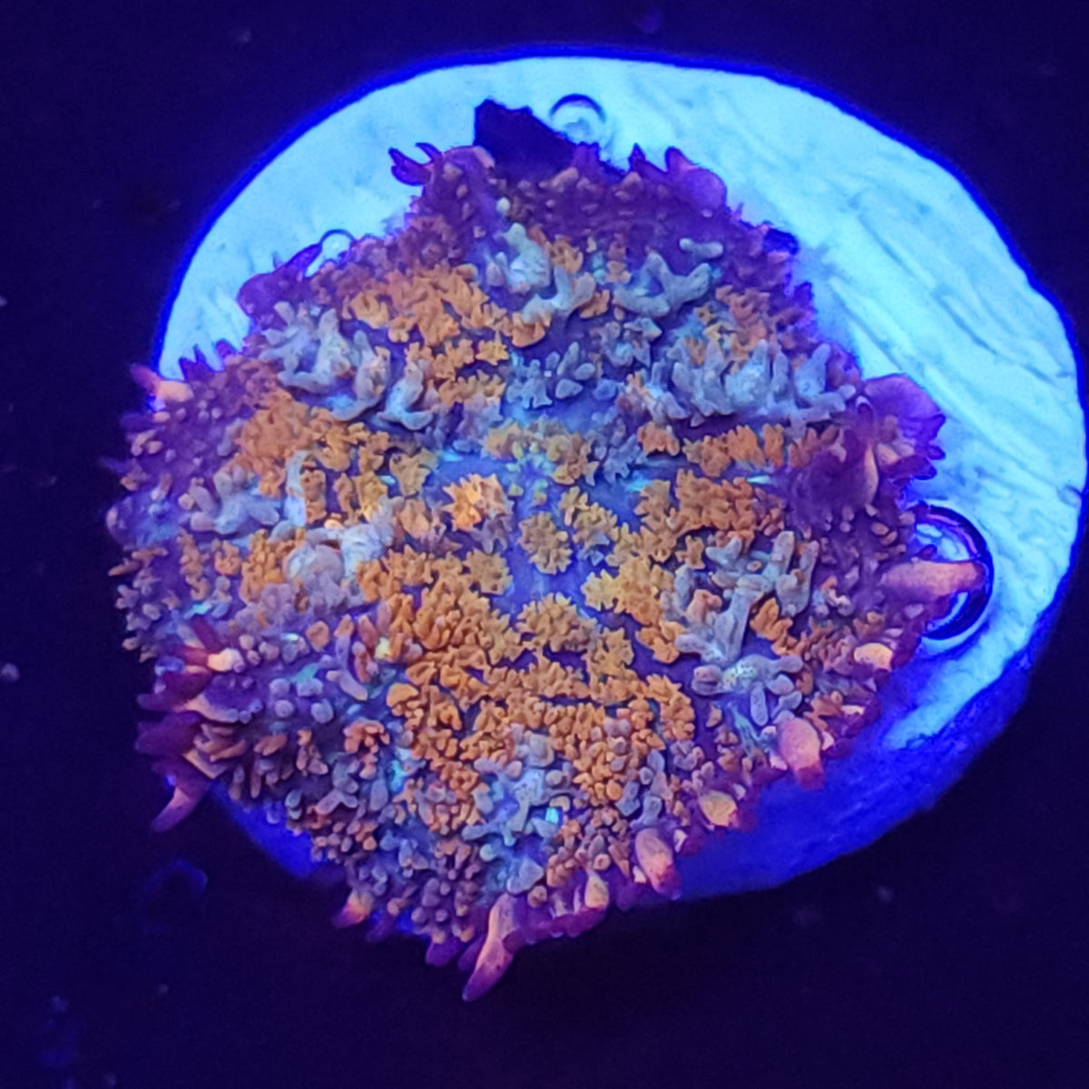 Gonzos Golden Dragon Bounce Mushroom - Aquacultured Softie Coral | AJ's Aquariums