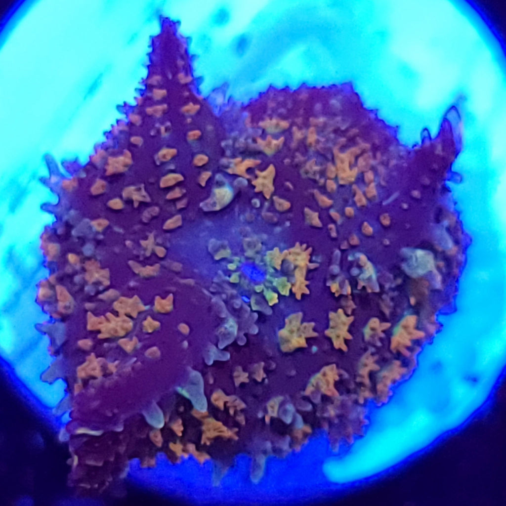 Gonzos Golden Dragon Bounce Mushroom
