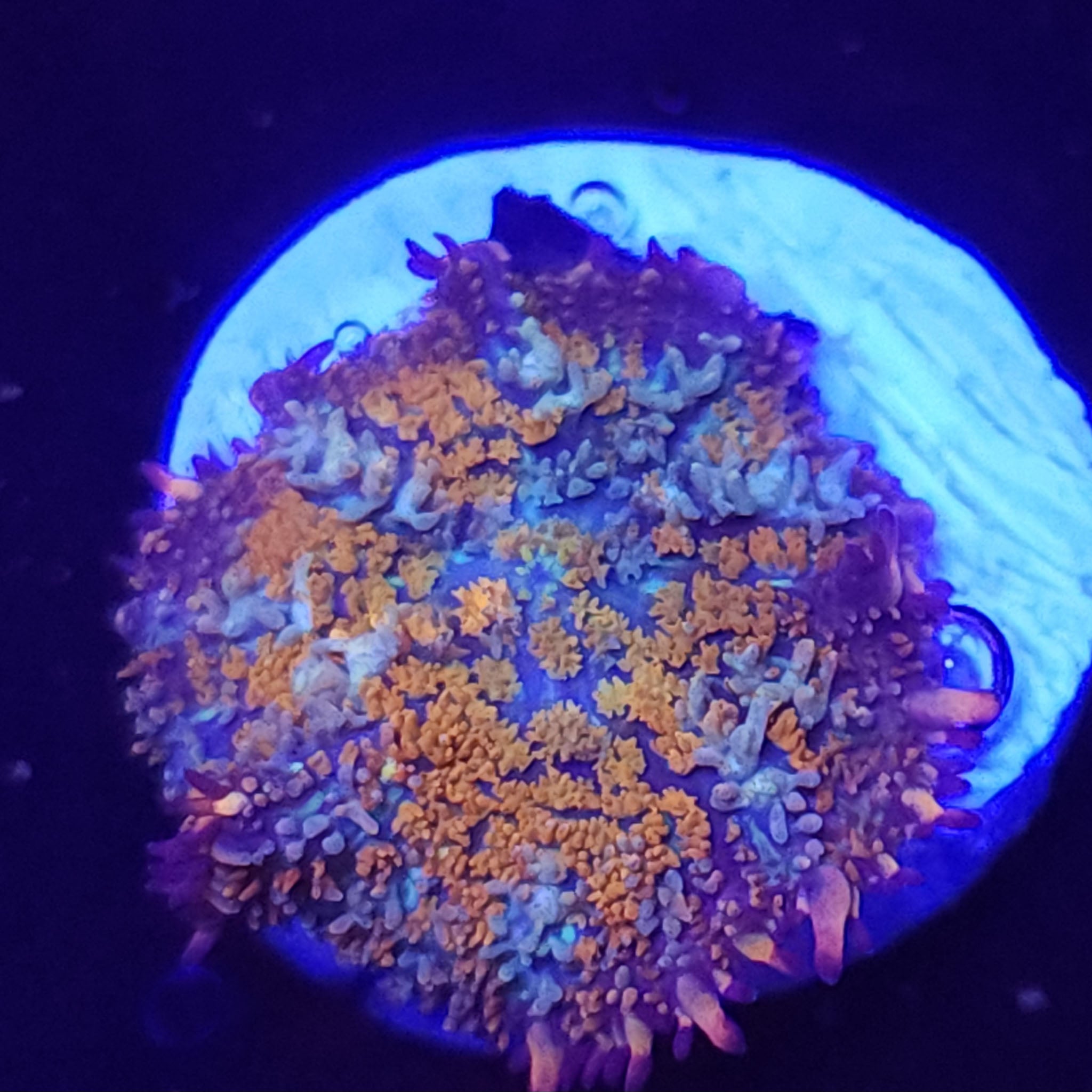 Gonzos Golden Dragon Bounce Mushroom