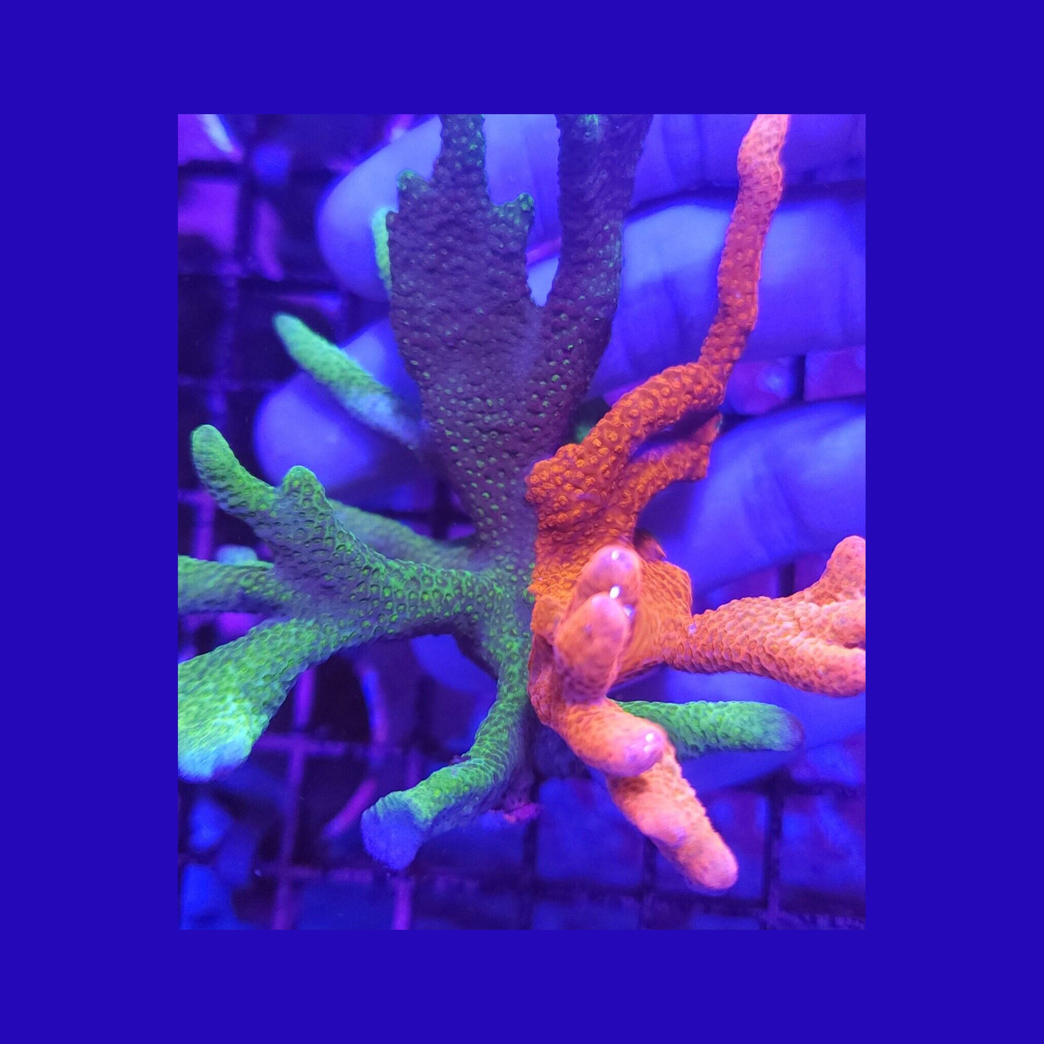 WWC Contraband Grafted Digitata - Aquacultured SPS Coral | AJ's Aquariums