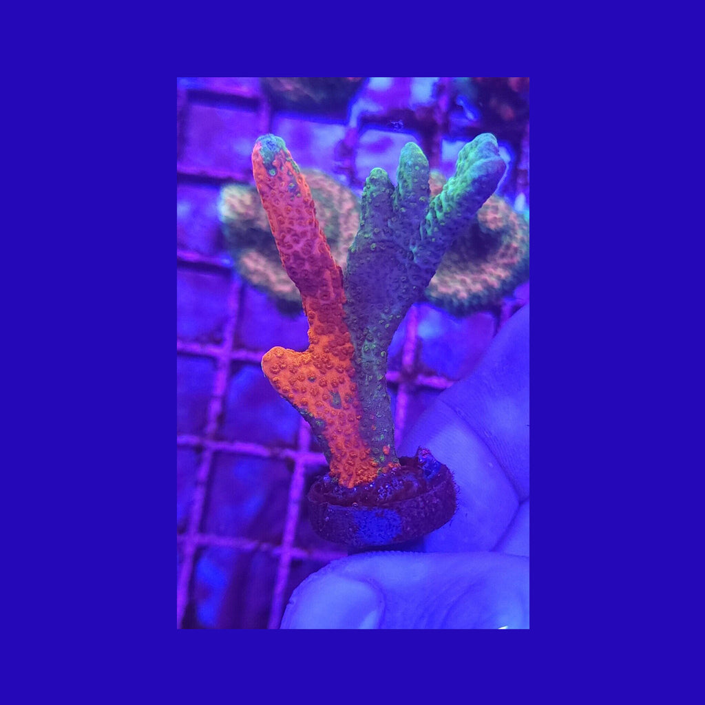 WWC Contraband Grafted Digitata
