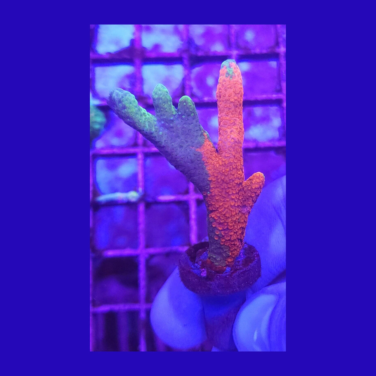 WWC Contraband Grafted Digitata