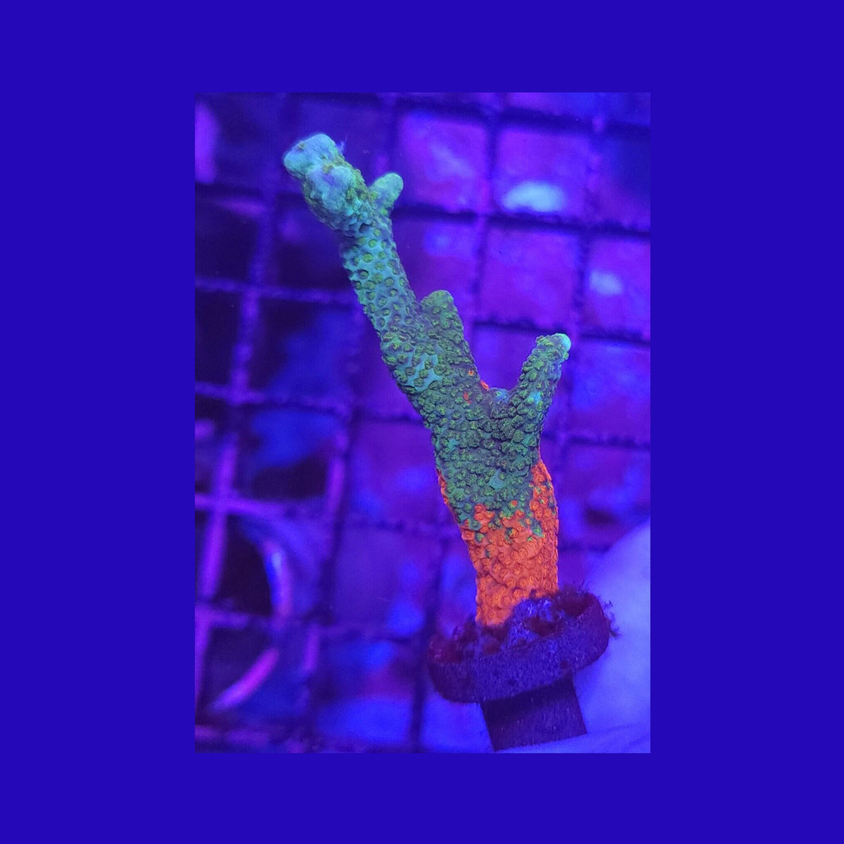 WWC Contraband Grafted Digitata