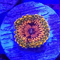 Grand Master Krak Zoanthids - Aquacultured Softie Coral | AJ's Aquariums