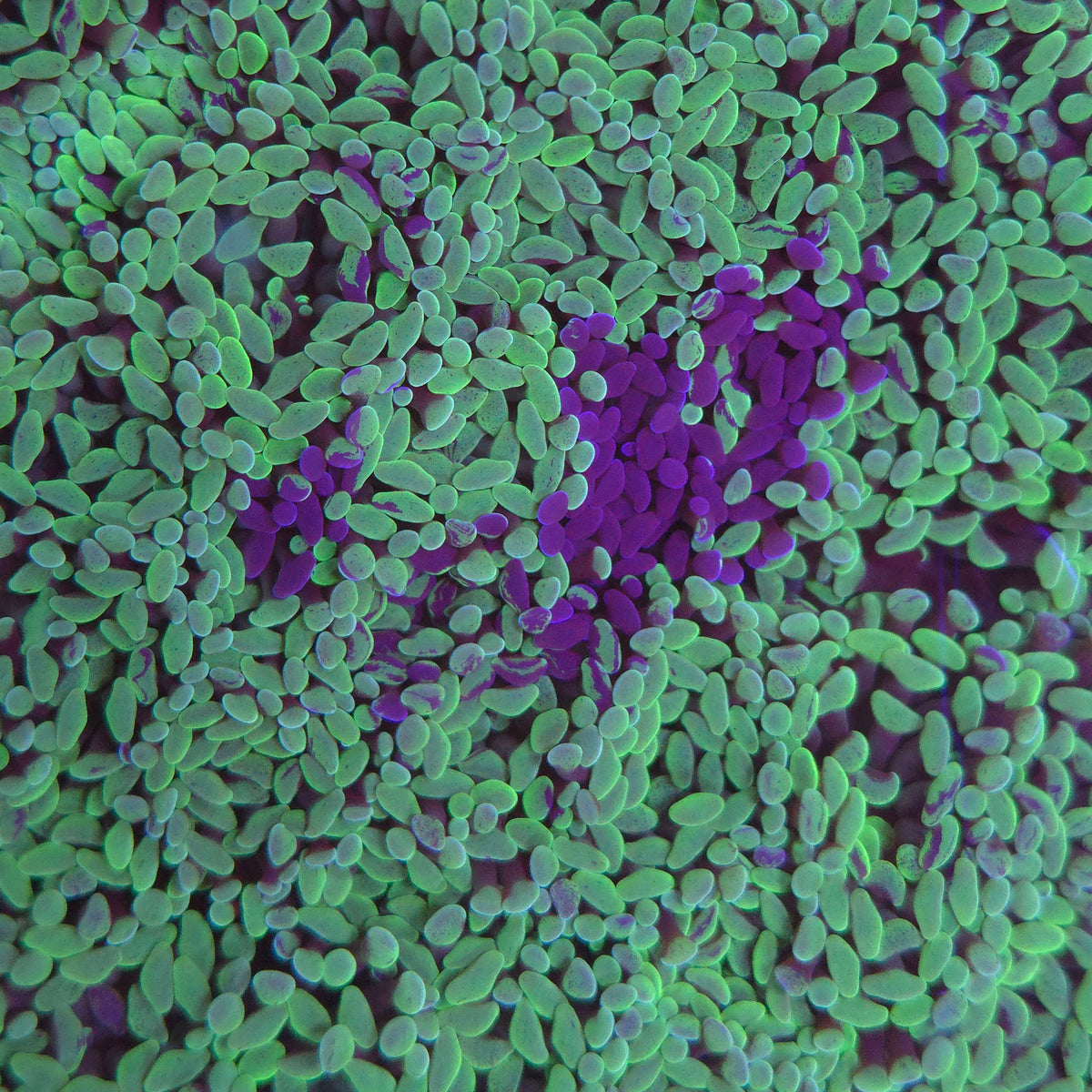 Green Splatter Hammer (2 Heads)