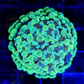 Green Splatter Hammer 2 Heads - Aquacultured LPS Coral | AJ's Aquariums