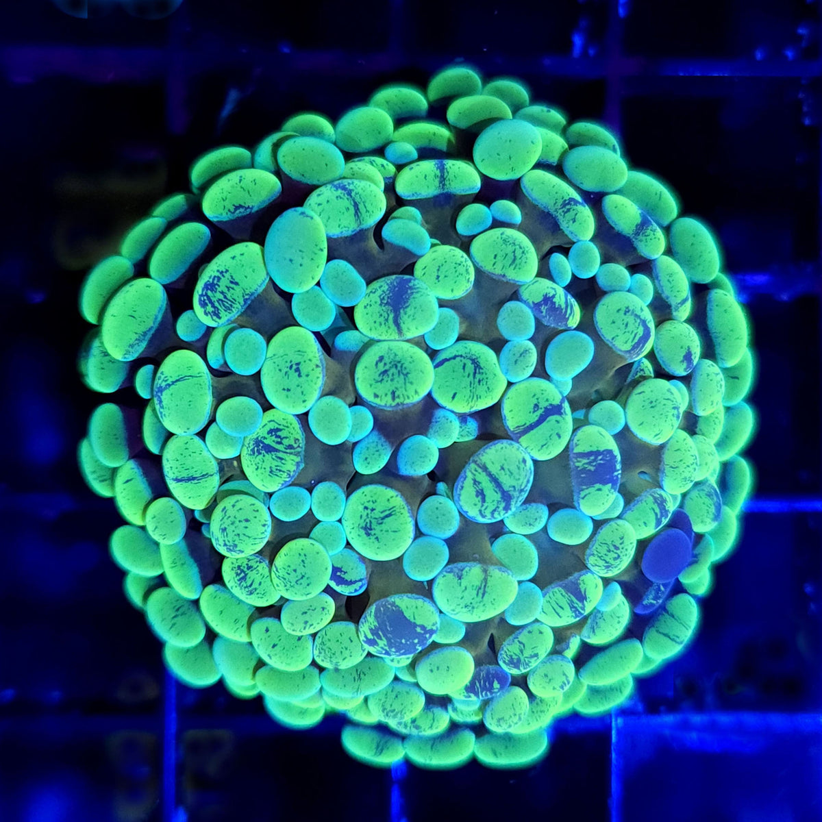 Green Splatter Hammer 2 Heads - Aquacultured LPS Coral | AJ's Aquariums