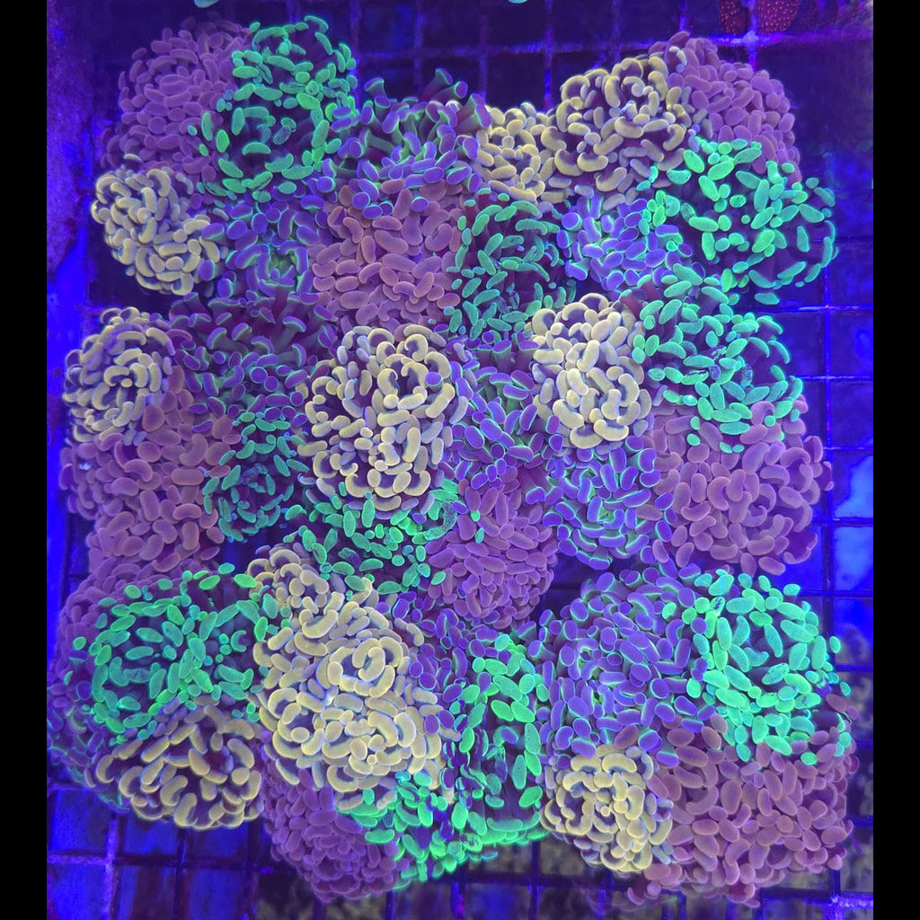 Hammer Combo Tile