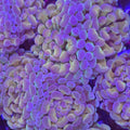 AJ's Golden Gram Hammer - Aquacultured LPS Coral | AJ's Aquariums