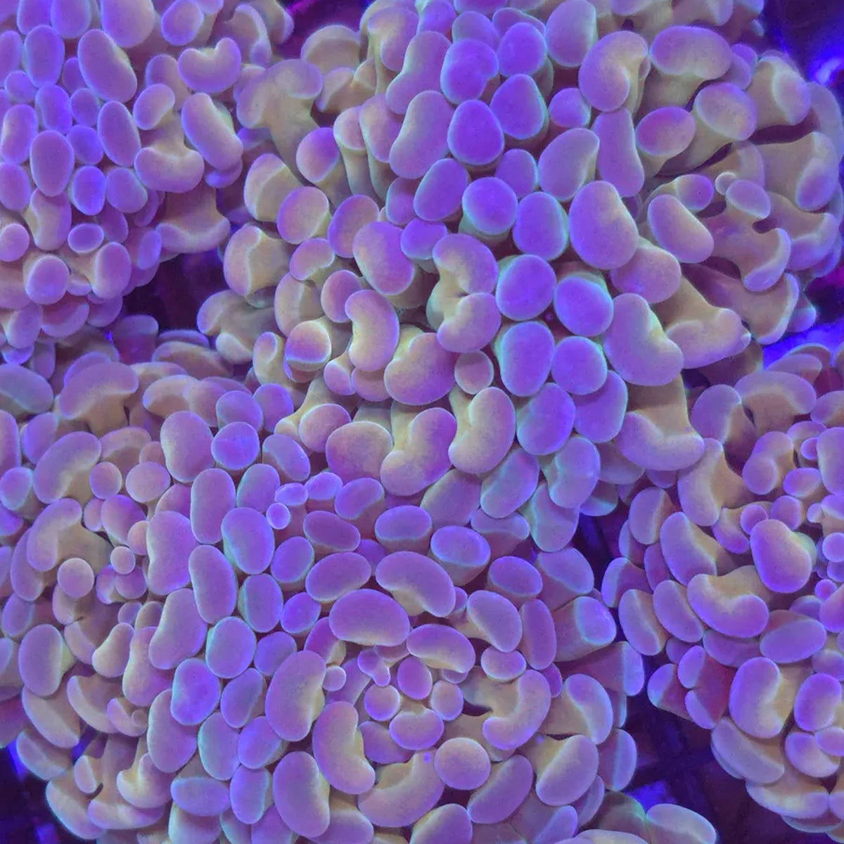 AJ's Golden Gram Hammer - Aquacultured LPS Coral | AJ's Aquariums