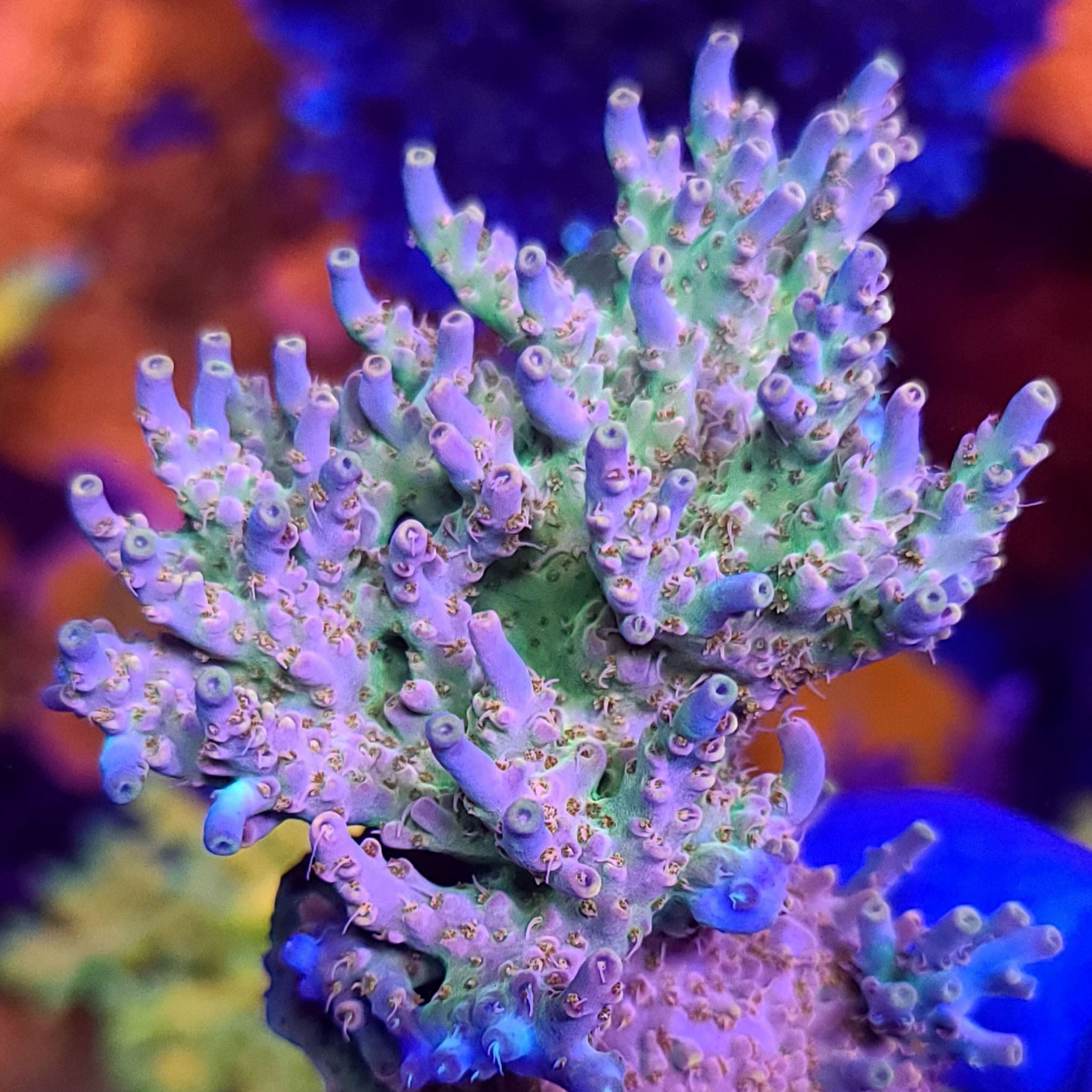 Hell on Earth Acropora - Aquacultured SPS Coral | AJ's Aquariums