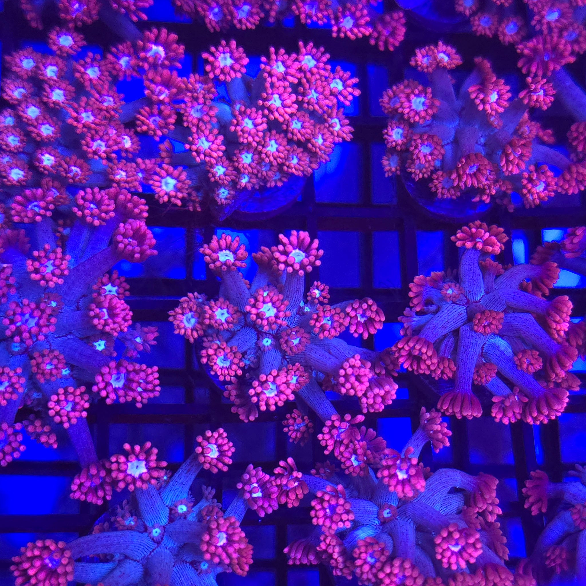 Hello Kitty Goniopora WYSIWYG - Aquacultured LPS Coral | AJ's Aquariums