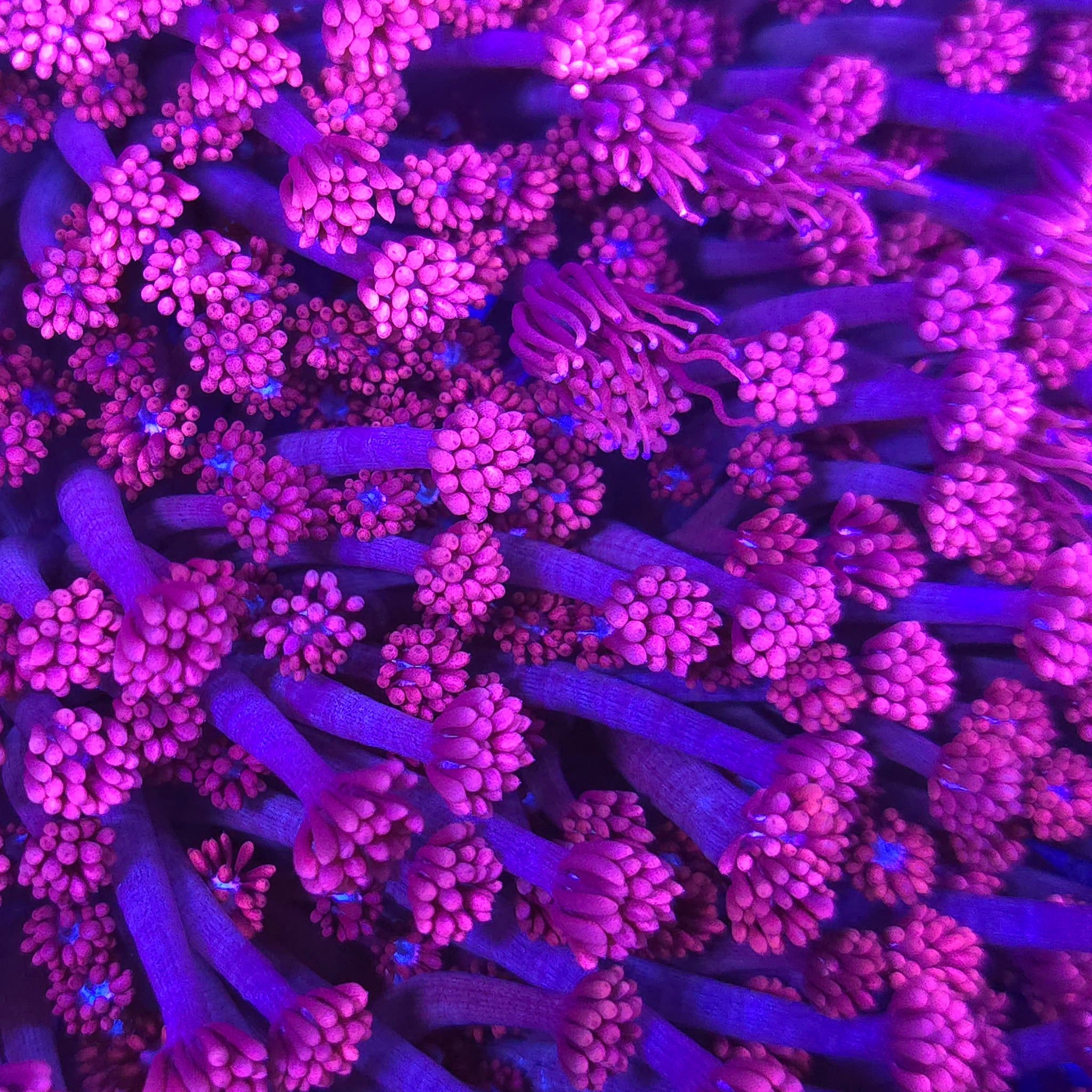 Hello Kitty Goniopora