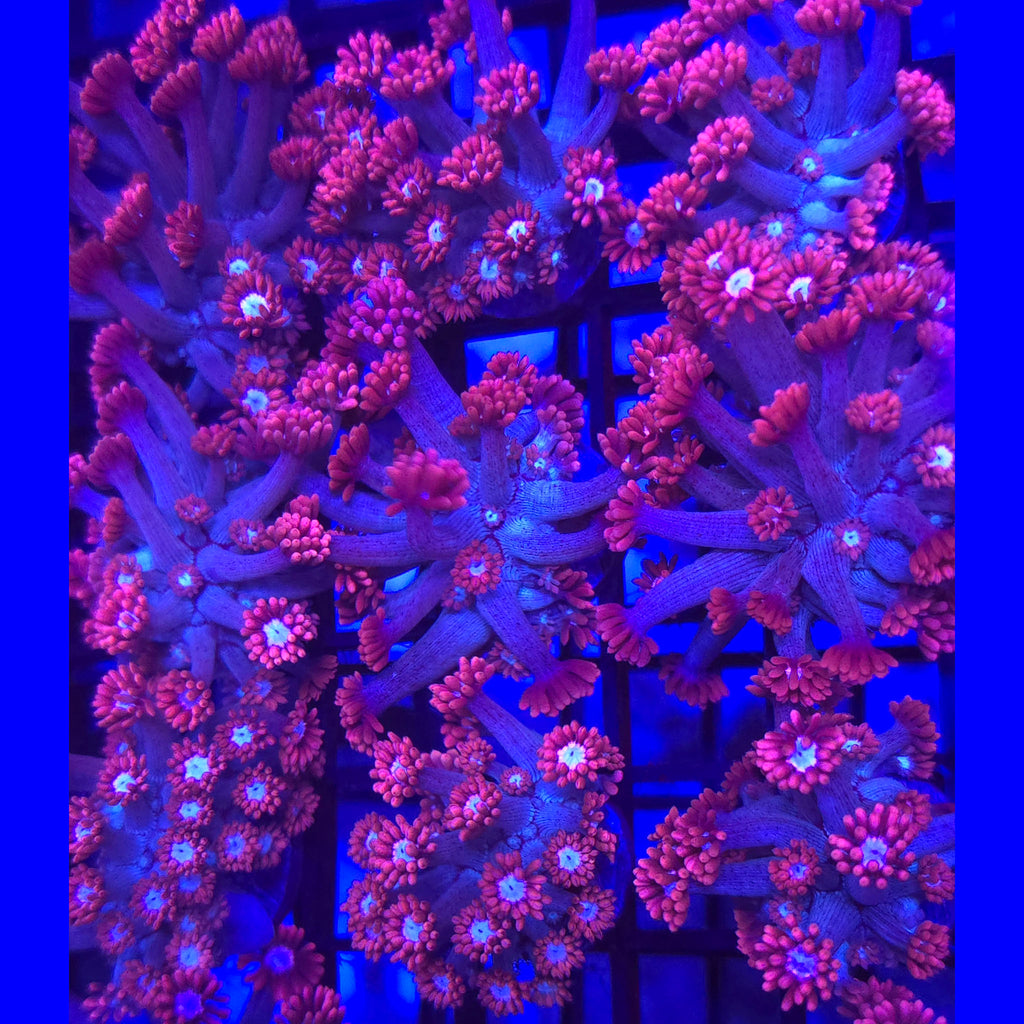 Hello Kitty Goniopora