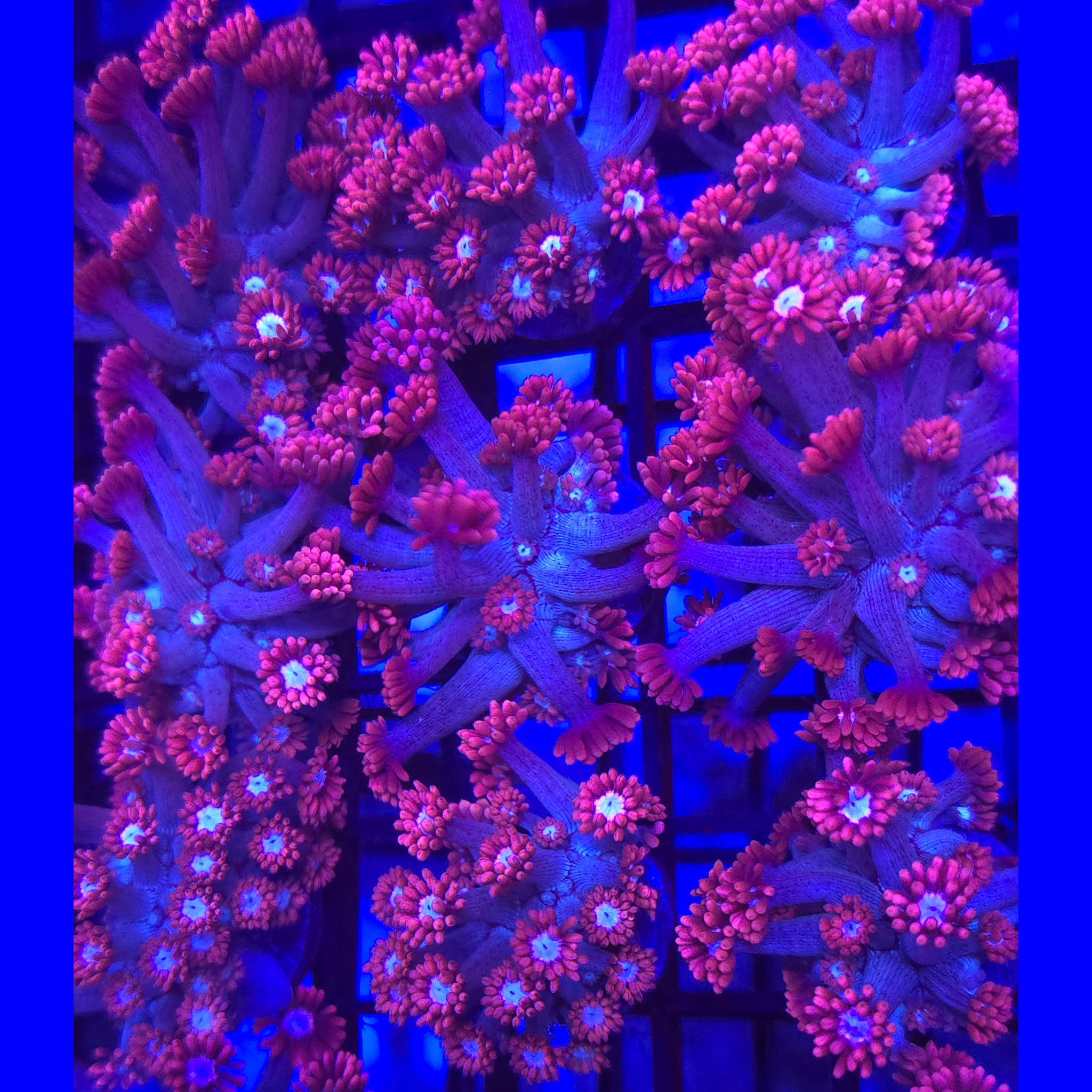 Hello Kitty Goniopora