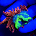 Highlighter Foot Rainbow Bubble Tip Anemone - Aquacultured Anemone | AJ's Aquariums