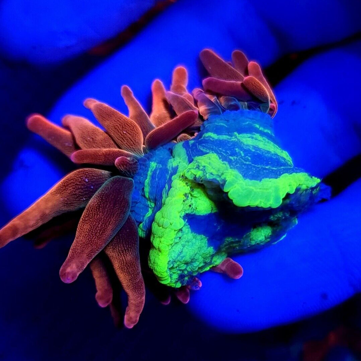 Highlighter Foot Rainbow Bubble Tip Anemone - Aquacultured Anemone | AJ's Aquariums