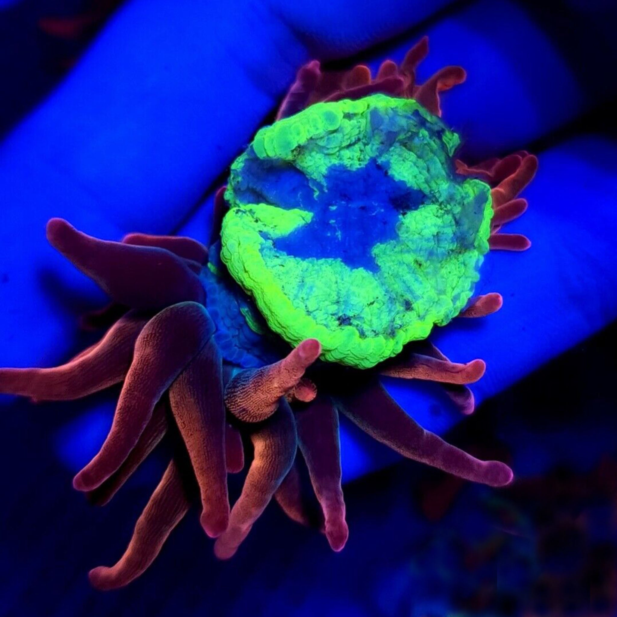 Highlighter Foot Rainbow Bubble Tip Anemone