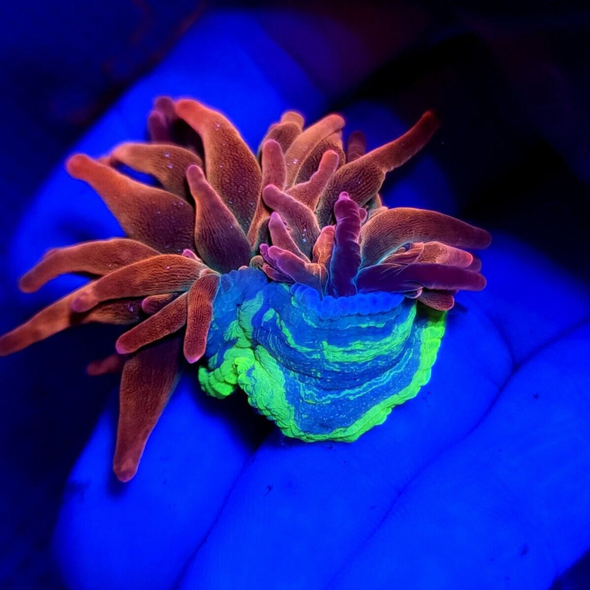 Highlighter Foot Rainbow Bubble Tip Anemone