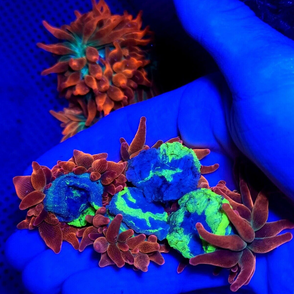Highlighter Foot Rainbow Bubble Tip Anemone