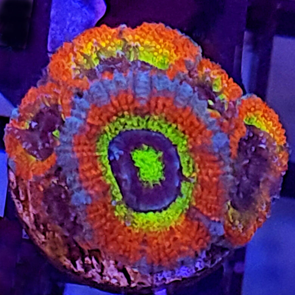 Holy Grail Micromussa- Aquacultured LPS Coral | AJ's Aquariums