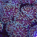 Honeycomb Hammer - Aquacultured LPS Coral | AJ's Aquariums