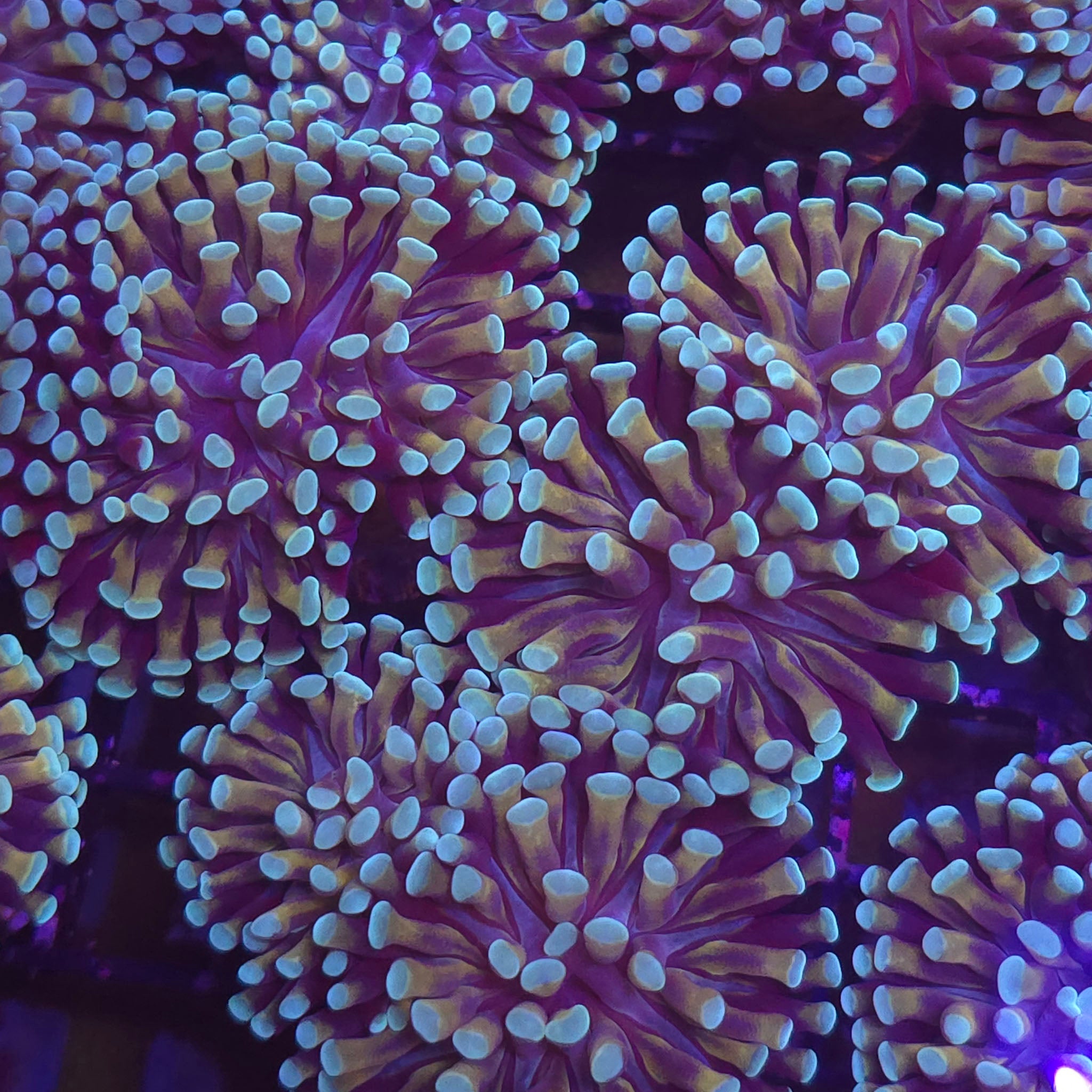 Honeycomb Hammer - Aquacultured LPS Coral | AJ's Aquariums