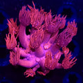 Hot Pink Goniopora - Aquacultured LPS Coral | AJ's Aquariums