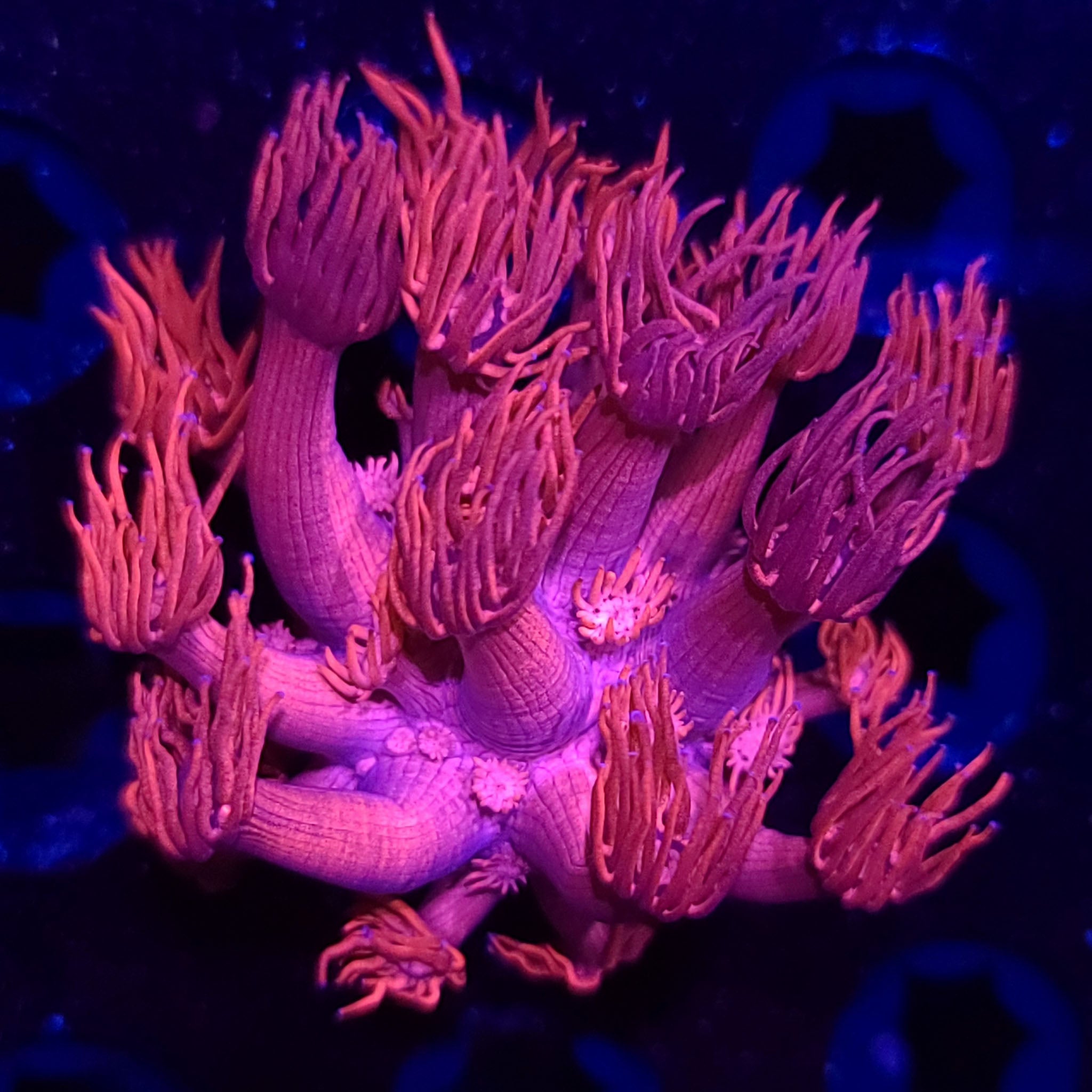 Hot Pink Goniopora - Aquacultured LPS Coral | AJ's Aquariums