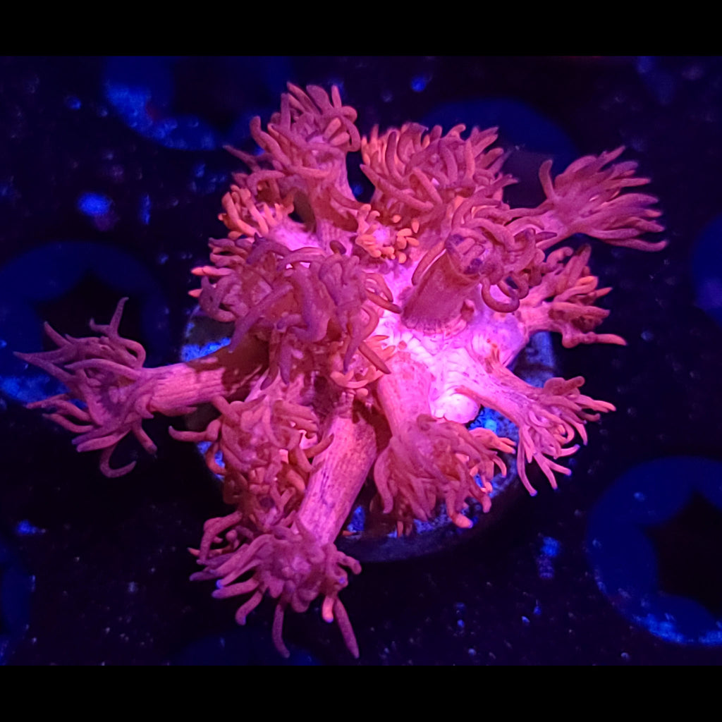 Hot Pink Goniopora