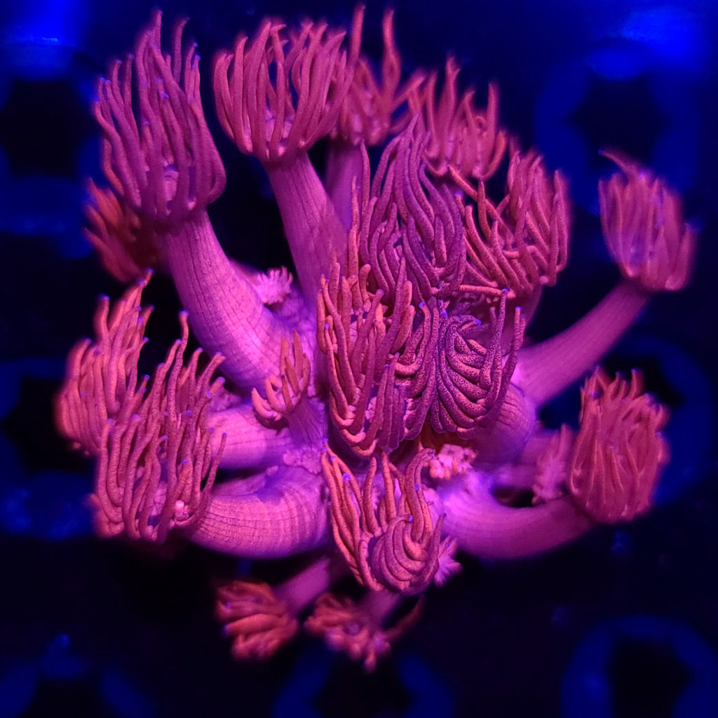 Hot Pink Goniopora
