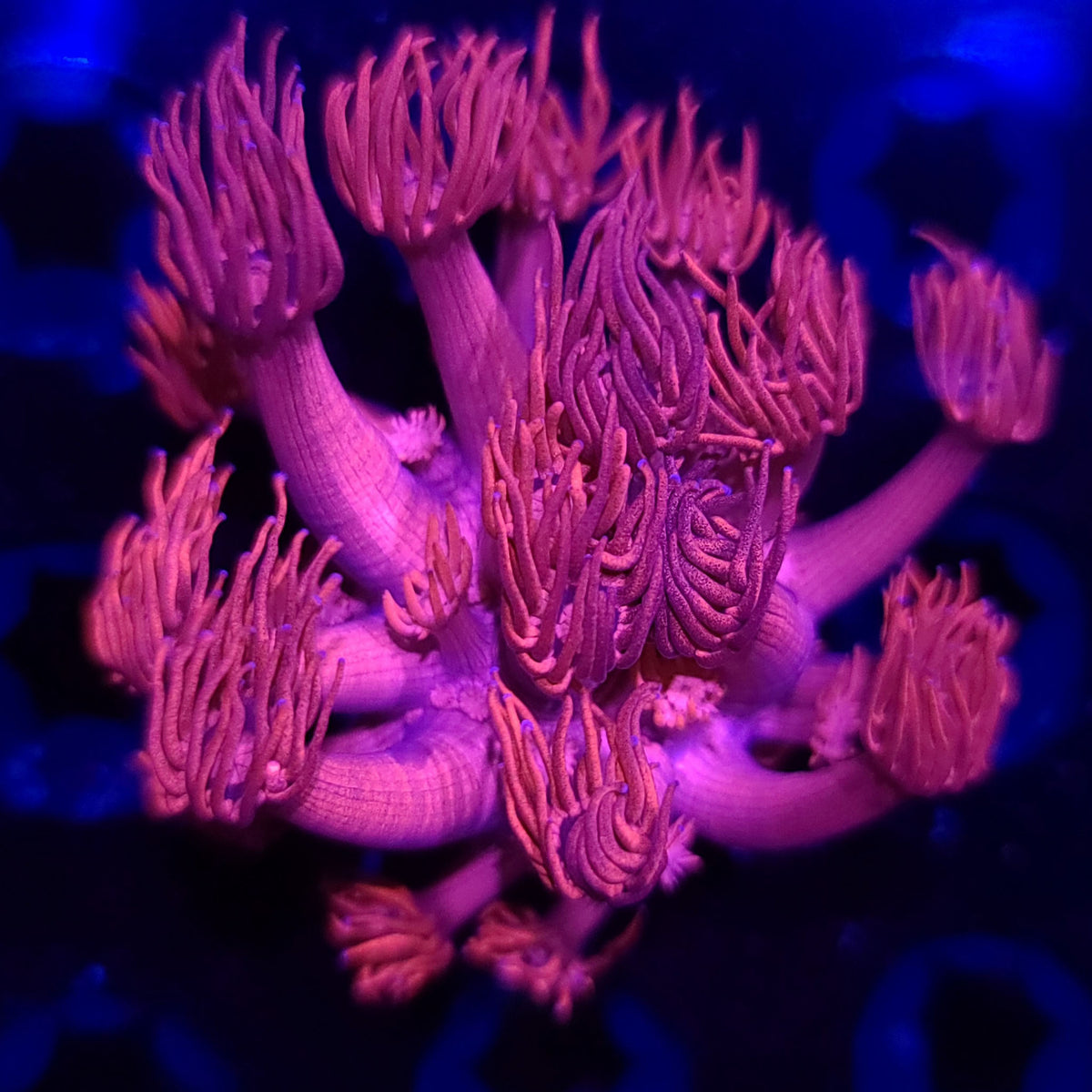 Hot Pink Goniopora