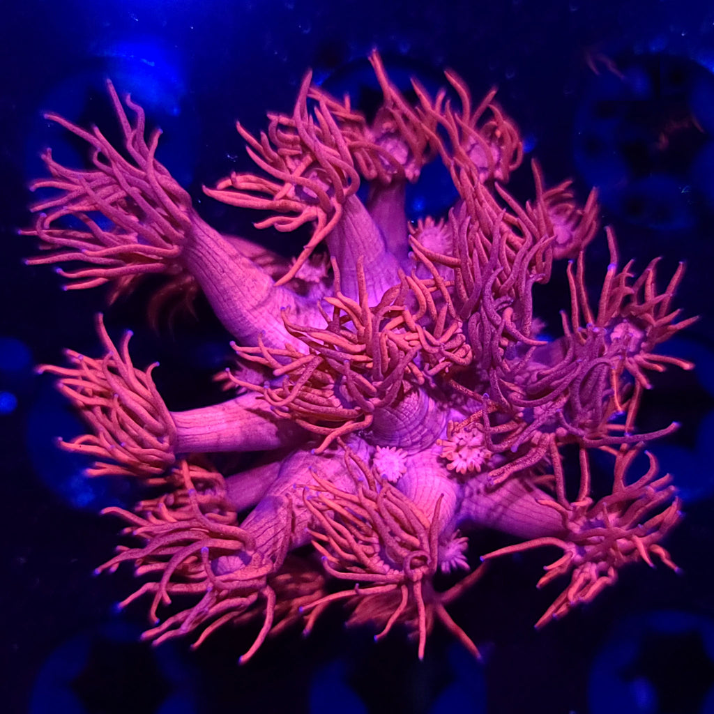 Hot Pink Goniopora