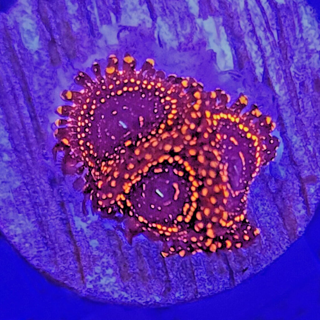 Darth Maul Zoanthids - Aquacultured Softie Coral | AJ's Aquariums