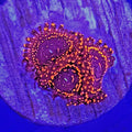 Darth Maul Zoanthids - Aquacultured Softie Coral | AJ's Aquariums