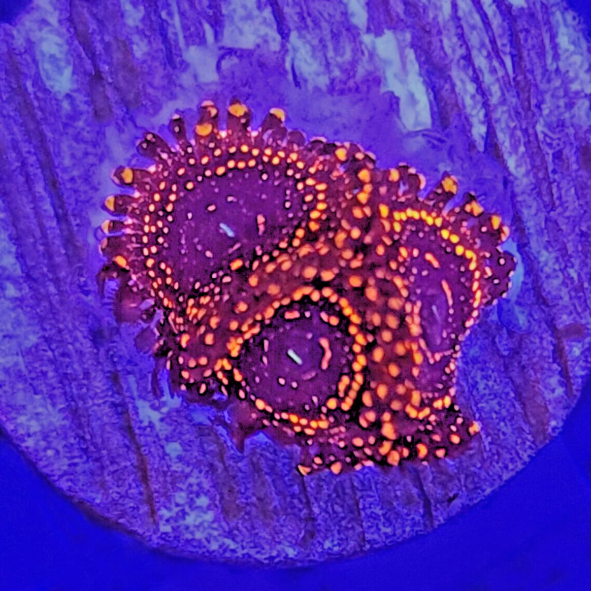 Darth Maul Zoanthids - Aquacultured Softie Coral | AJ's Aquariums
