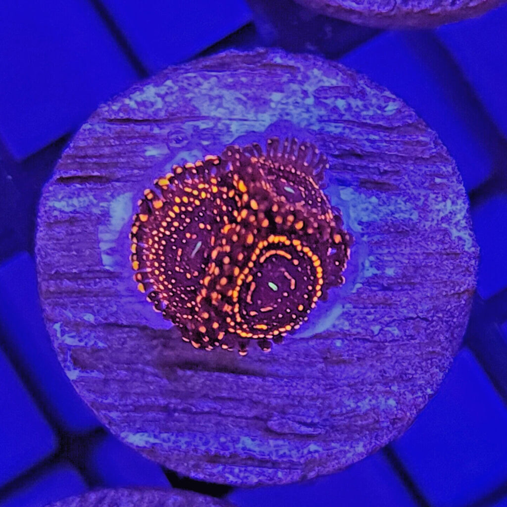 Darth Maul Zoanthids